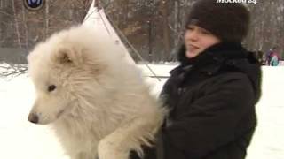 Гонки на собачьих упряжках