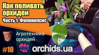 Как поливать орхидеи. Часть 1. Как поливать фаленопсис (Phalaenopsis).