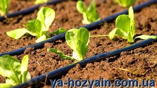 Как сделать капельный полив своими руками.