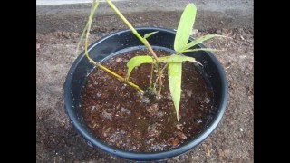 Bambu aprenda a fazer mudas em vasos Teresina -PI.