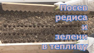 Посев редиса и зелени в теплицу