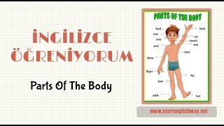 İngilizce Vücudumuzun Bölümleri ( Parts Of The Body )