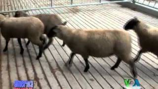 Amerikada halol go'sht izlab... A Trip to a halal slaughterhouse