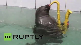 Russia: Baikal seals learn to paint and play musical instruments at aquarium in Irkutsk