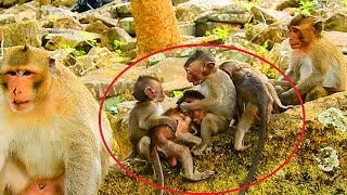 Wow! Amazing! All Tiny Baby Monkey Playing Together, All Very Cute Monkeys!