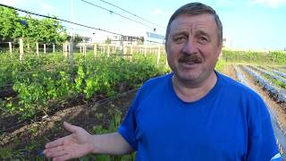 Удаление и прищипывание пасынков на винограднике