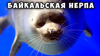 Байкальская нерпа - потрясающее животное! Baikal seal - nerpa