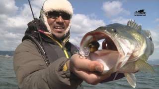 琵琶湖 春のシャロー攻略 ☆ 「でっっかい」メスを探せ!! ☆ 秦 拓馬