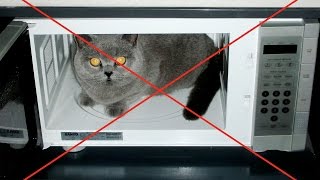 ЧТО БУДЕТ ЕСЛИ ЗАСУНУТЬ КОШКУ В МИКРОВОЛНОВКУ?