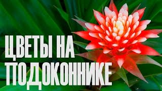 Комнатные цветы. Украшение подоконника.