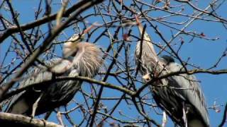 The Great Blue Herons of Stanley Park