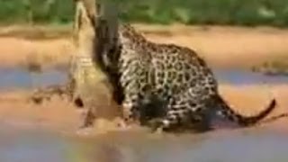 Leopard hunts crocodile. Incredible footage. You must see. Леопард охотится на крокодила.