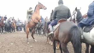 ?200 миндик ат топту жарды / Ош мал базары Учкун / кымбатчылык дешти /20.01.19 ??
