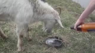 напоили пивом козу