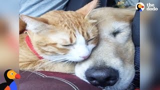 Feral Kitten Bonds With New Dog Mom | The Dodo Odd Couples