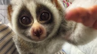 Домашний лемур лори Смешные звери и животные июнь 2016