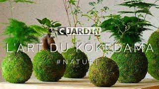 L'ART DU KOKEDAMA