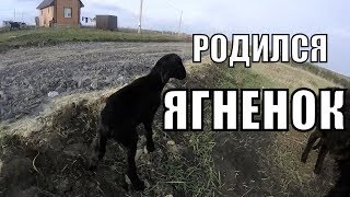 РОЖДЕНИЕ ЯГНЕНКА В ЕСТЕСТВЕННЫХ УСЛОВИЯХ/СТРОИМ ЖИЗНЬ