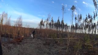 Часть 1. Открытие охоты на гуся, селезня, вальдшнепа. Вечер 28 апреля 2017. На месте охоты.