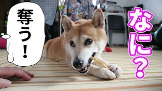 柴犬小春　ASMR【必見！】愛犬から安全におやつを取り上げる方法(牛肉巻きガム)