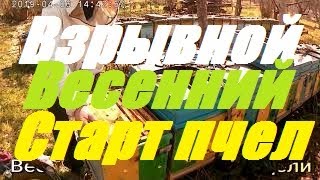 Ускоренное развитие  пчелиных семей весной.Стимуляция пчелиных семей весной к взятку Белой Акации.