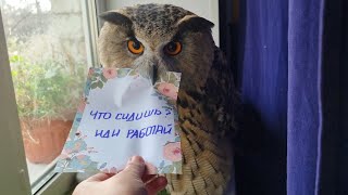 Скоро совы всерьёз решат, что квартира полностью их. А мы снова в деревню