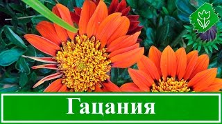 Цветок гацания – выращивание из семян, посадка и уход