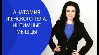 Анатомия женского тела. Интимные мышцы