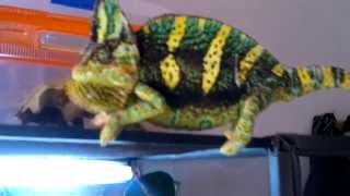 Los paseos del Sr. Koko  (camaleon - chameleon calyptratus
