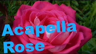 Acapella Rose