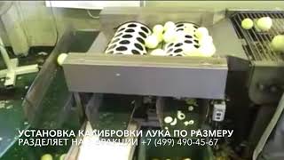 Очистка (обработка) лука с шелушением, обрезкой, калибровкой и упаковкой