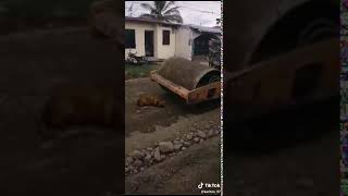 18+ Собаку раздавил каток СЛАБОНЕРВНЫМ НЕ СМОТРЕТЬ