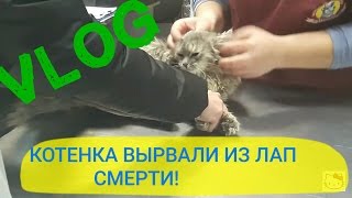 КОТЕНКА ВЫРВАЛИ ИЗ ЛАП СМЕРТИ! ИСКУСАЛА КОТЕНКА! ОЧЕНЬ ЖЕСТОКОЕ ВИДЕО! СЛАБОНЕРВНЫМ НЕ СМОТРЕТЬ!