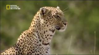 جزر الفلبين الجامحة Leopards And Cheetahs