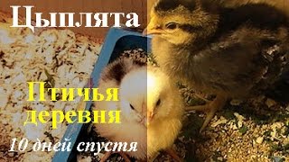 Птичья деревня .Цыплята . 10 дней спустя.