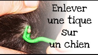 Comment enlever une tique sur un chien ?
