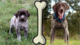 Smartest Dog. Before and After [HD] ★2018
