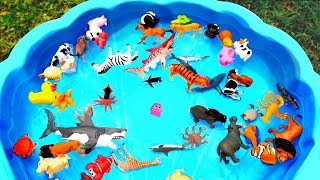 Lots of Zoo Wild Animals Learn Colors For Children With Real Safari Videos