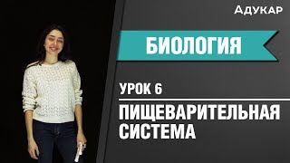 Анатомия. Пищеварительная система| Биология ЦТ, ЕГЭ