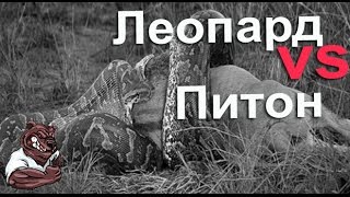 Опасные животные. Дикие животные. Пантера против питона