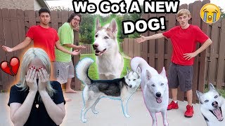 MY DOGS RAN AWAY!! (I CRIED) (PRANK)
