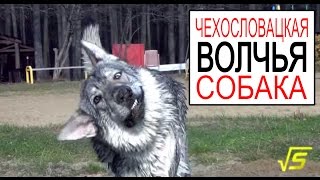 ЧЕХОСЛОВАЦКИЙ влчак