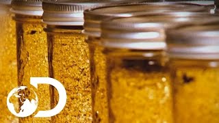 The Biggest Clean Ups in the History of Gold Rush | SEASON 7 | Gold Rush