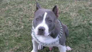 PRIMO 100% GOTTI GOTTILINE