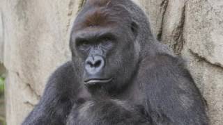 A TRUE FRIEND -- RIP HARAMBE (TRIBUTE SONG) | Filthy Frank (Sub español) [HD]