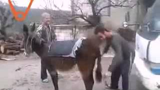 Дагестанцы заводят осла