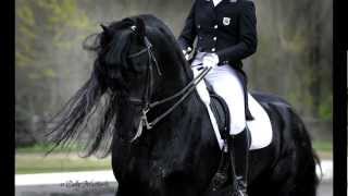KFPS Approved Friesian Stallion Alert 475 Sport!