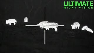 40 Hogs Down with the Pulsar Apex XQ38 Thermal Scope
