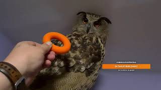 Yoll's stream с совами и тюленем. Вечерний томный