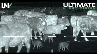 Thermal Predator Hunting | 45 Coyotes Down with the IR Hunter MKIII 35mm